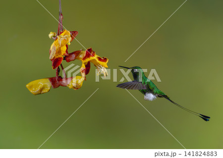 Male white-booted racket-tail hovers by Mysore trumpetvine 141824883