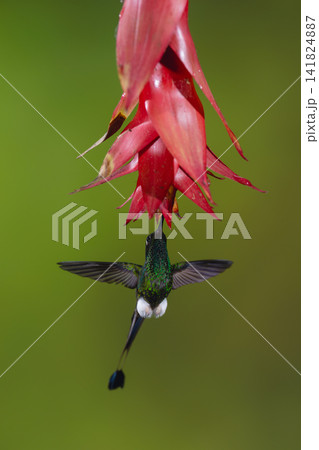 Male white-booted racket-tail hovers drinking below flower 141824887