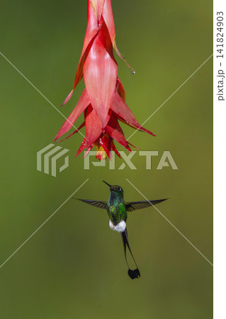 Male white-booted racket-tail hovers under red flower Male white-booted racket-tail hovers under red flower 141824903