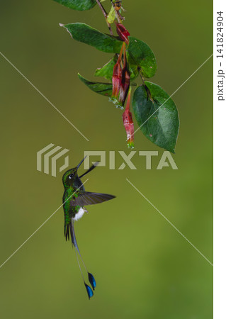 Male white-booted racket-tail hovers under red fuchsia Male white-booted racket-tail hovers under red fuchsia 141824904