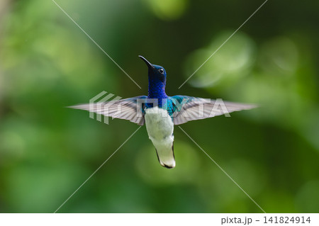Male white-necked jacobin hovers against bokeh background Male white-necked jacobin hovers against bokeh background 141824914