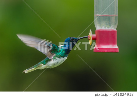 Male white-necked jacobin hovers drinking from feeder Male white-necked jacobin hovers drinking from feeder 141824918