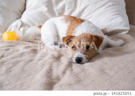 Jack Russell Terrier dog lying on cozy bed. 141825051