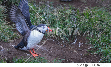 Atlantic Puffin Spreading Wings in Borgarfjordur Eystri, Iceland Atlantic Puffin Spreading Wings in Borgarfjordur Eystri, Iceland 141825396