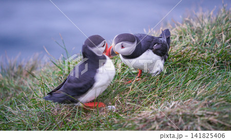 Pair of Atlantic Puffins in Borgarfjordur Eystri, Iceland Pair of Atlantic Puffins in Borgarfjordur Eystri, Iceland 141825406