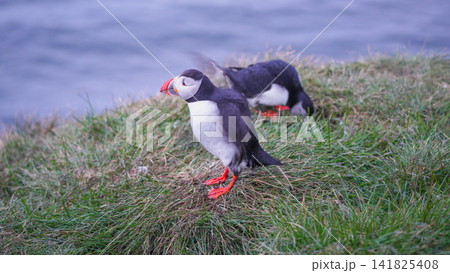 Atlantic Puffins on Grassy Cliff in Borgarfjordur Eystri, Iceland 141825408