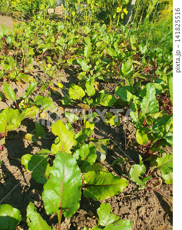Rows of fresh green beetroot plants growing in rich soil under warm sunlight in an organic farm garden 141825516