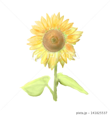 水彩で描いたひまわりの花 水彩で描いたひまわりの花 141825537
