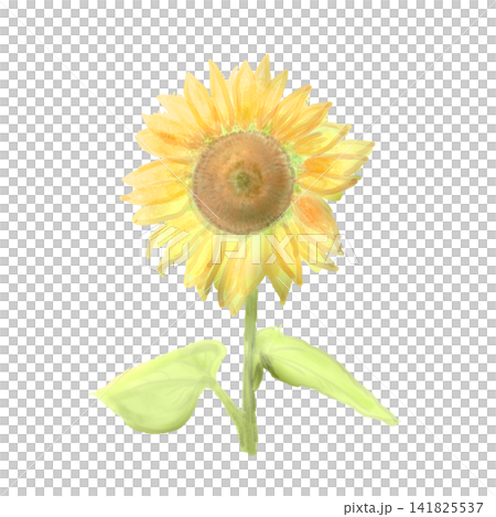 水彩で描いたひまわりの花 水彩で描いたひまわりの花 141825537