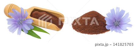 Chicory powder in wooden scoop and flower isolated on white background. Cichorium intybus. Chicory powder in wooden scoop and flower isolated on white background. Cichorium intybus. 141825703