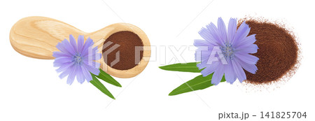 Chicory powder in wooden spoon and flower isolated on white background. Cichorium intybus. Top view. Flat lay Chicory powder in wooden spoon and flower isolated on white background. Cichorium intybus. Top view. Flat lay 141825704