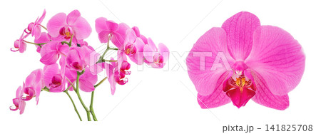 Phalaenopsis orchid branch isolated on white background Phalaenopsis orchid branch isolated on white background 141825708