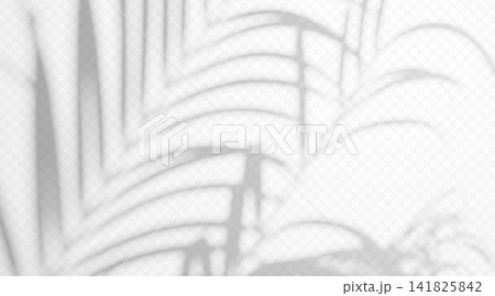 Abstract blurred palm tree branch shadow overlay isolated on transparent background. Soft tropical leaf silhouette with diffused light effect. Abstract blurred palm tree branch shadow overlay isolated on transparent background. Soft tropical leaf silhouette with diffused light effect. 141825842