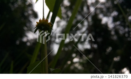 Flowers that haven't bloomed yet. Flowers that haven't bloomed yet. 141826370