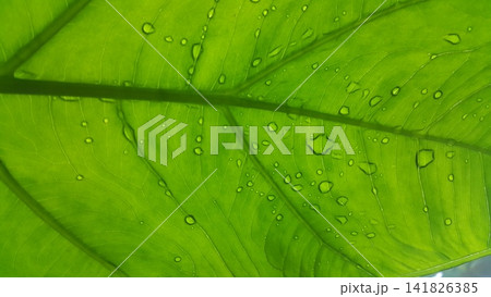 Taro leaf background with raindrops Taro leaf background with raindrops 141826385