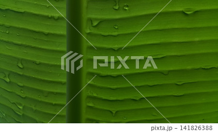 Banana leaf background with raindrops Banana leaf background with raindrops 141826388