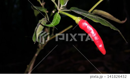 The background of the chili tree and its fruit is red. The background of the chili tree and its fruit is red. 141826432