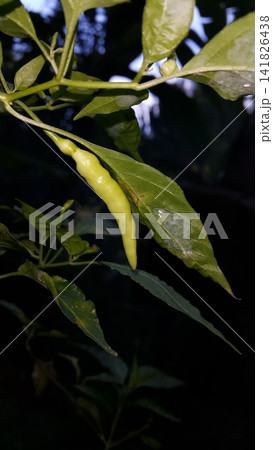 the background of chili trees and their fruit is green 141826438