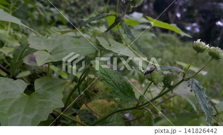 Photo of a small black insect in the forest. 141826442