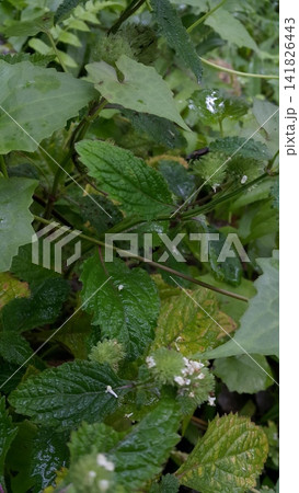 Photo of a small black insect in the forest. Photo of a small black insect in the forest. 141826443