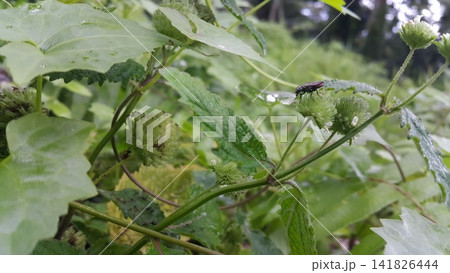 Photo of a small black insect in the forest. Photo of a small black insect in the forest. 141826444