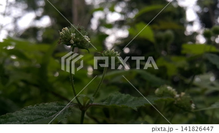 Flowers that haven't bloomed yet. 141826447