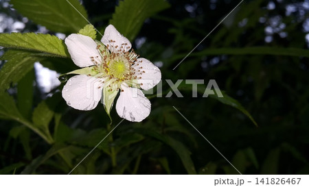 Beautiful white floral background. 141826467