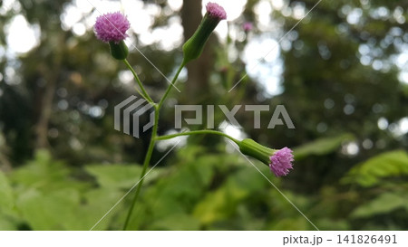 Unblown flower background. Very beautiful purple flowers. Unblown flower background. Very beautiful purple flowers. 141826491