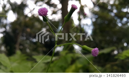 Unblown flower background. Very beautiful purple flowers. 141826493