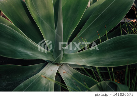 Close look at green Agave plant leaves in garden during daylight with sunlight shining down Close look at green Agave plant leaves in garden during daylight with sunlight shining down 141826573