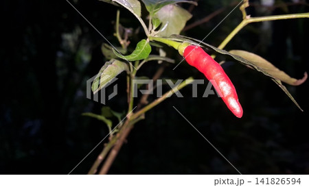 The background of the chili tree and its fruit is red. 141826594