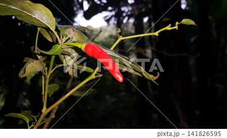 The background of the chili tree and its fruit is red. 141826595