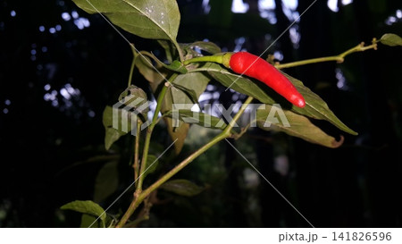 The background of the chili tree and its fruit is red. The background of the chili tree and its fruit is red. 141826596