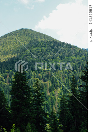 Green mountain landscape with trees and blue sky in summer near hiking trail 141826617