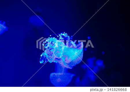 Jellyfish swimming in blue water with bubbles and light at an aquarium during evening hours Jellyfish swimming in blue water with bubbles and light at an aquarium during evening hours 141826668