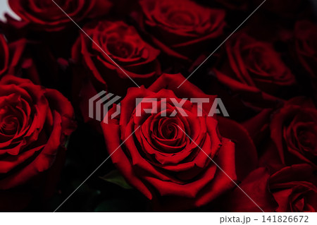 Red roses in a bouquet arranged for a special event taken in the afternoon light Red roses in a bouquet arranged for a special event taken in the afternoon light 141826672