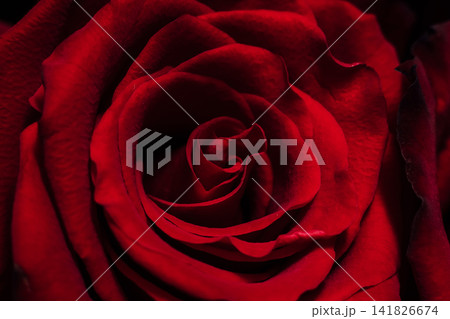 Close view of a red rose showing tight petals and deep color under soft light Close view of a red rose showing tight petals and deep color under soft light 141826674