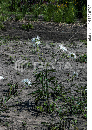 A small black insect on the yellow center of a Leucanthemum superbum Shasta daisy flower, featuring wavy white petals and green foliage. 141826705