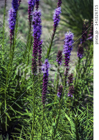 Pollinating Insects on Purple Liatris Flower Spikes Pollinating Insects on Purple Liatris Flower Spikes 141826715