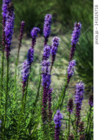 Insects Feeding on Tall Purple Blazing Star Flowers Insects Feeding on Tall Purple Blazing Star Flowers 141826716