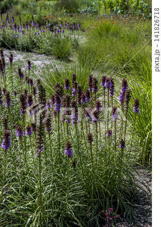 Mature Liatris Clump with Fading Purple Flower Spikes 141826718