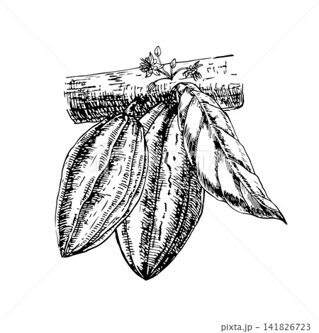 Two Cacao pod attached to textured branch with leaves. Hand drawn vector ink engraving illustration. Line art monochrome design element for premium organic chocolate packaging, eco candies, art print 141826723
