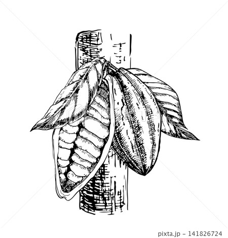 Cacao pods attached to a textured trunk with exposed beans and leaves. Hand drawn vector ink engraving botanical line art design for eco cosmetics, premium chocolate packaging, and fine art prints. Cacao pods attached to a textured trunk with exposed beans and leaves. Hand drawn vector ink engraving botanical line art design for eco cosmetics, premium chocolate packaging, and fine art prints. 141826724