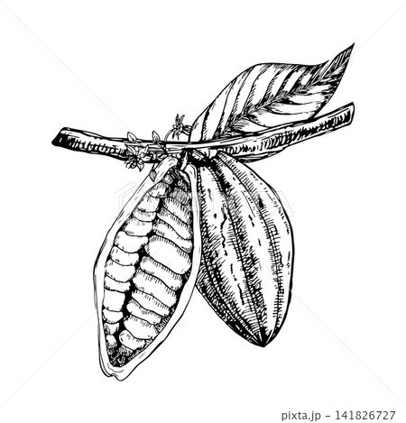 Cacao branch with a pod, a cut half pod exposing beans, flowers and leaf. Hand drawn vector ink engraving line art graphic design perfect for premium organic chocolate packaging and eco cosmetics 141826727