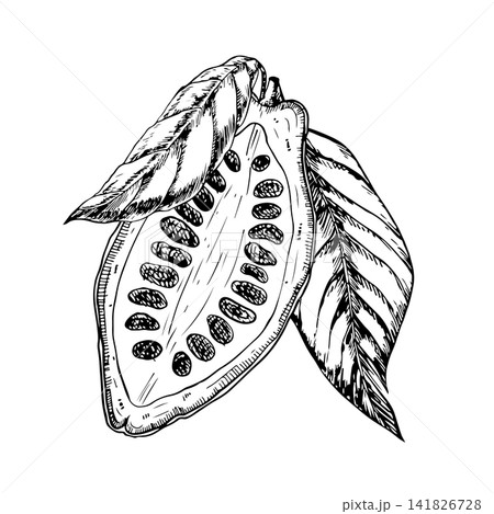 Half cacao pod with exposed beans and two leaves. Hand drawn monochrome vector ink engraving line art graphic design perfect for premium organic chocolate packaging, eco cosmetics, candies and sweets 141826728