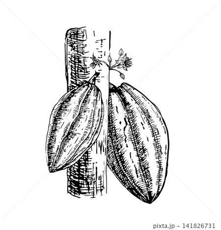 Two Cacao pod attached to textured trunk with leaves and flowers. Hand drawn vector ink engraving illustration. Line art monochrome design element for premium organic chocolate packaging, eco candies Two Cacao pod attached to textured trunk with leaves and flowers. Hand drawn vector ink engraving illustration. Line art monochrome design element for premium organic chocolate packaging, eco candies 141826731