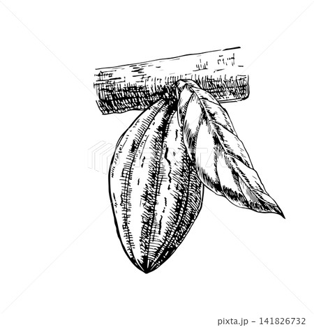 Cacao pod attached to textured branch with leaves. Hand drawn vector ink engraving illustration. Line art monochrome design element for premium organic chocolate packaging, eco candies, art prints. Cacao pod attached to textured branch with leaves. Hand drawn vector ink engraving illustration. Line art monochrome design element for premium organic chocolate packaging, eco candies, art prints. 141826732