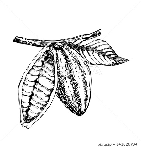 Cacao branch with a pod, a cut half pod exposing beans and leaf. Hand drawn vector ink engraving line art graphic design perfect for premium organic chocolate packaging and eco cosmetics Cacao branch with a pod, a cut half pod exposing beans and leaf. Hand drawn vector ink engraving line art graphic design perfect for premium organic chocolate packaging and eco cosmetics 141826734