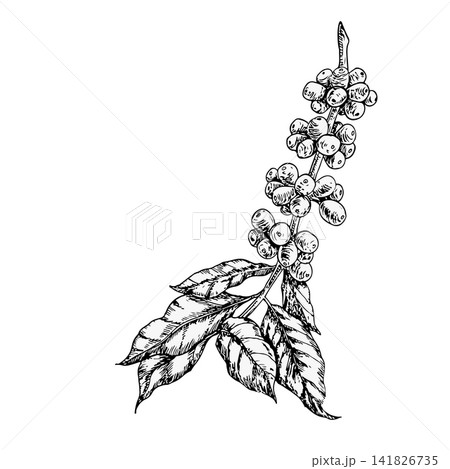 Coffee branch with berries and leaf hand drawn vector ink engraving line art. Monochrome graphic design element for premium organic coffee packaging, shop eco branding, botanical artwork print piece Coffee branch with berries and leaf hand drawn vector ink engraving line art. Monochrome graphic design element for premium organic coffee packaging, shop eco branding, botanical artwork print piece 141826735
