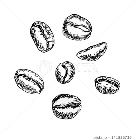 Coffee bean set vector hand drawn ink engraving line art. Monochrome graphic design element perfect for premium coffee roasting shop, branding and packaging eco cafe design and the modern art print 141826736
